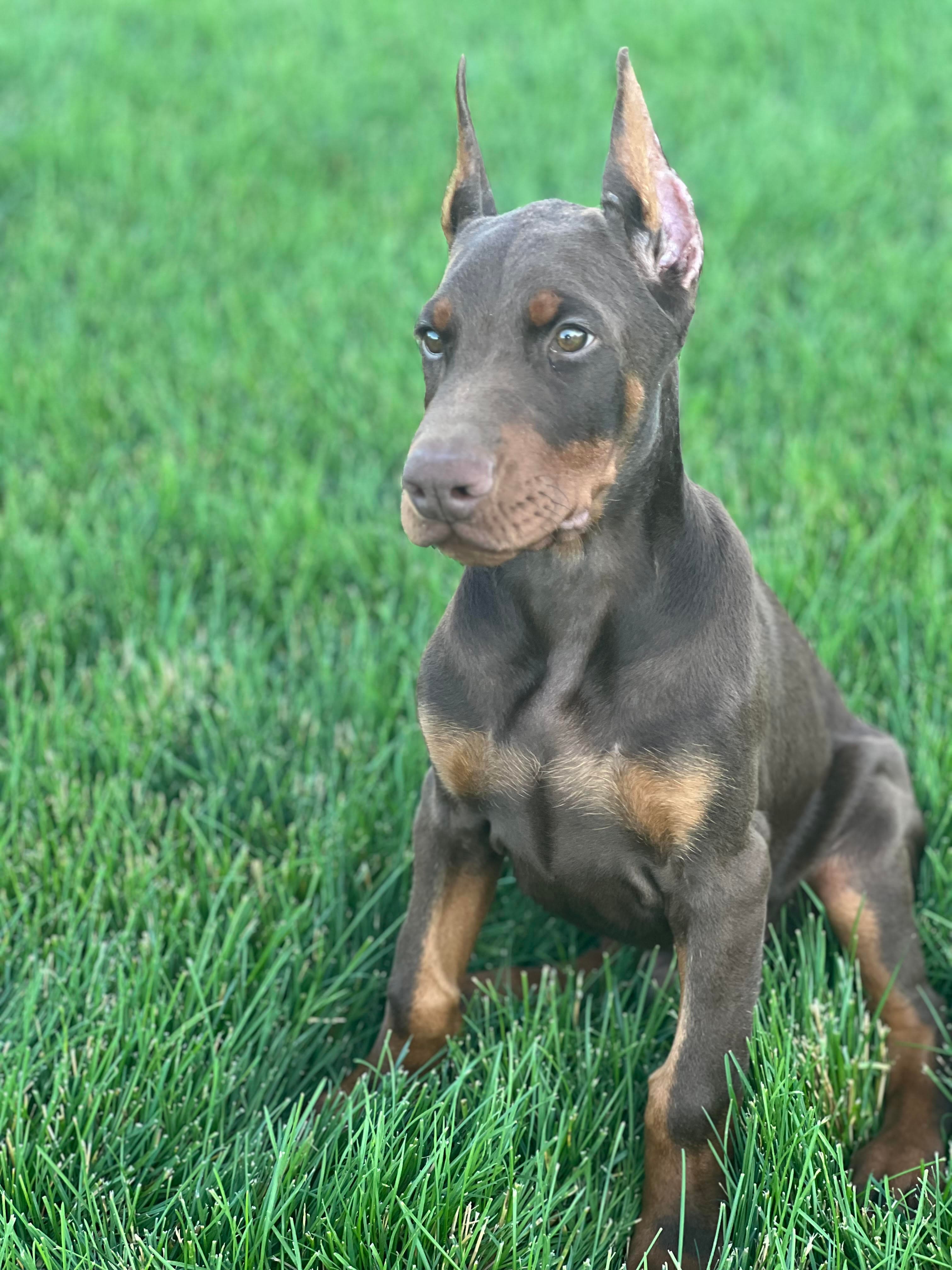 Fallon past litter puppies